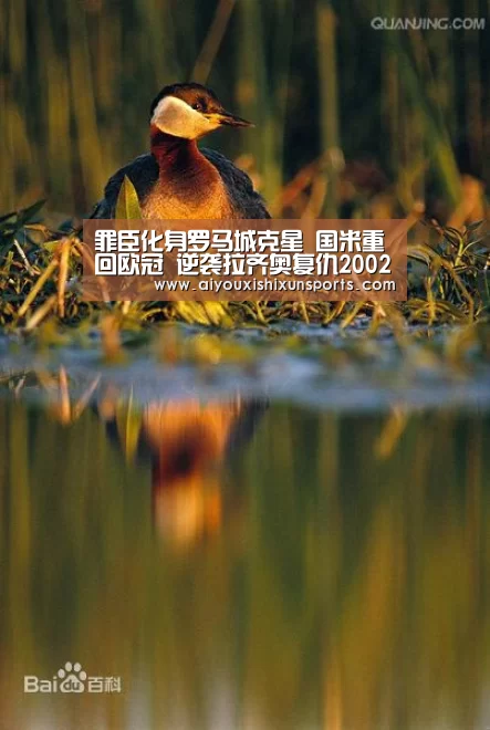爱游戏登录